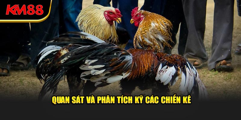 Quan sát và phân tích kỹ từng cá thể