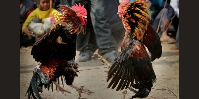 Vì sao đá gà trực tiếp tại Km88 được yêu thích?